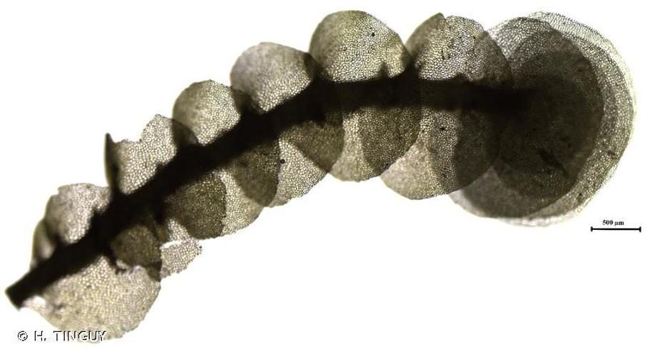 <i>Nardia compressa</i> (Hook.) Gray, 1821 © H. TINGUY