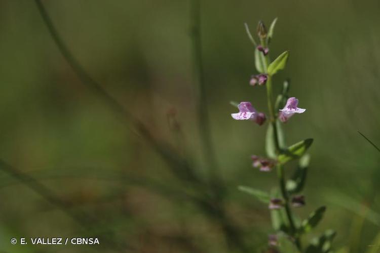 <i>Scutellaria minor</i> Huds., 1762 © E. VALLEZ / CBNSA