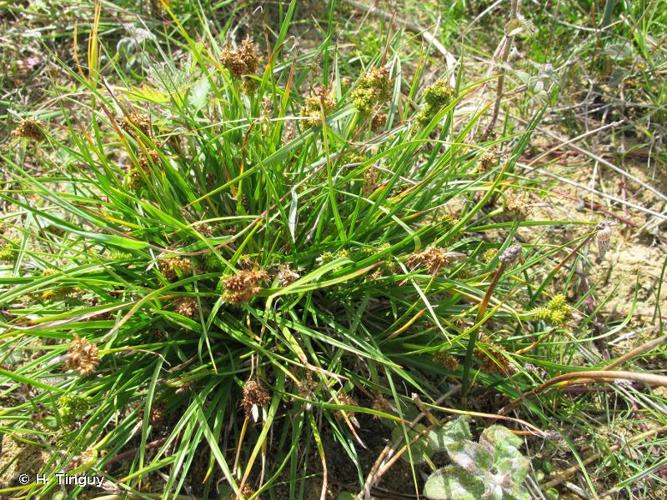 <i>Carex viridula</i> Michx., 1803 © H. Tinguy