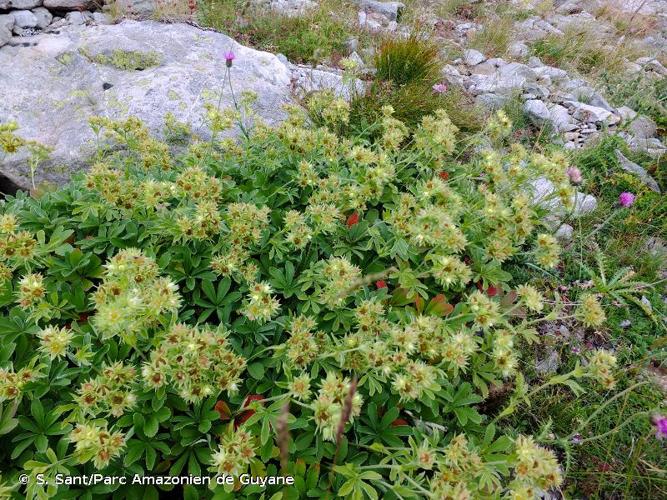 <i>Potentilla valderia</i> L., 1759 © S. Sant/Parc Amazonien de Guyane