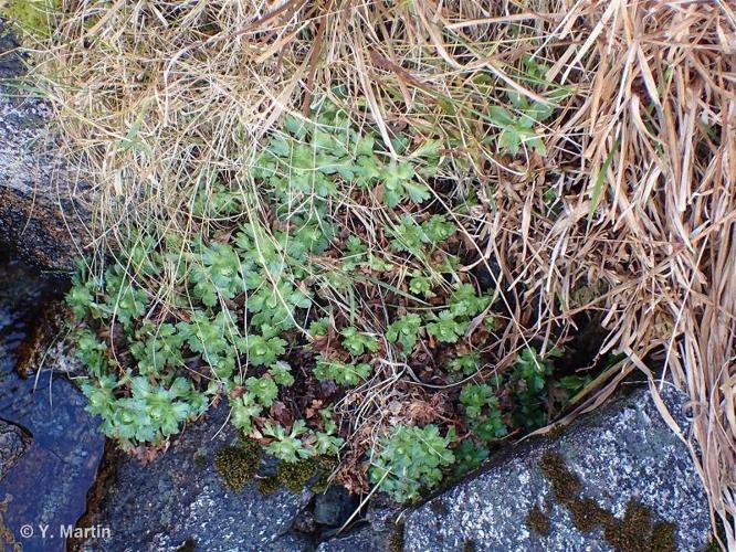 <i>Saxifraga aquatica</i> Lapeyr., 1801 © 