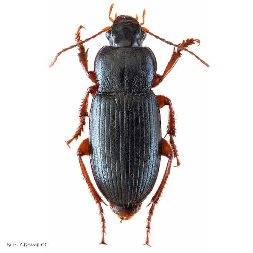 <i>Ophonus laticollis</i> Mannerheim, 1825 © F. Chevaillot