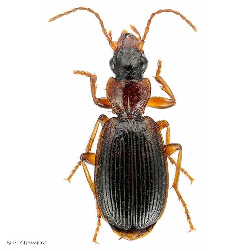 <i>Cymindis coadunata</i> Dejean, 1825 © F. Chevaillot