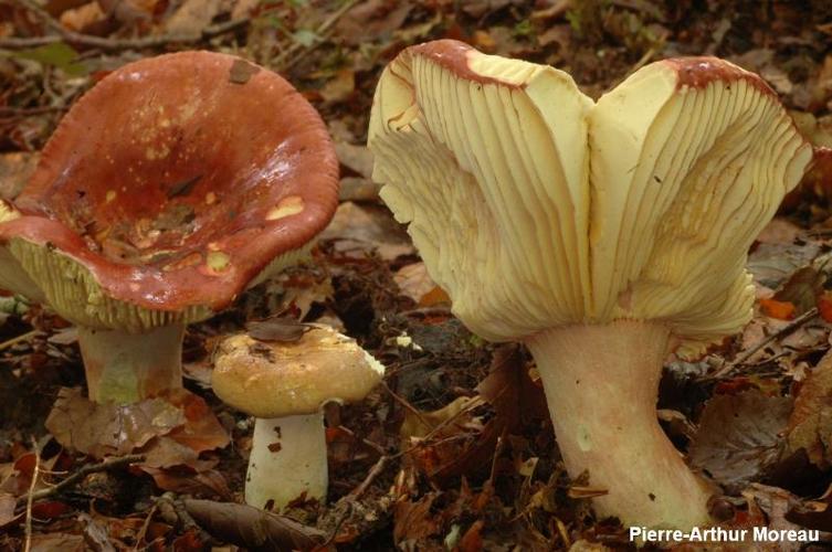 <i>Russula olivacea</i> (Schaeff.) Fr. © PA. Moreau