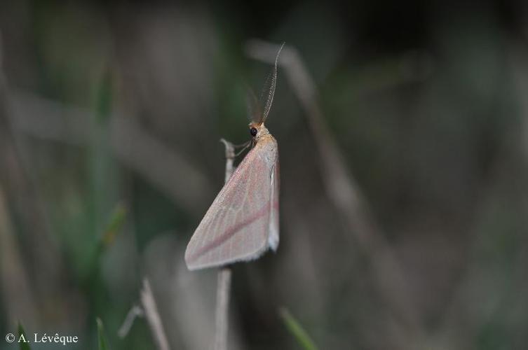 <i>Rhodometra sacraria</i> (Linnaeus, 1767) © A. Lévêque