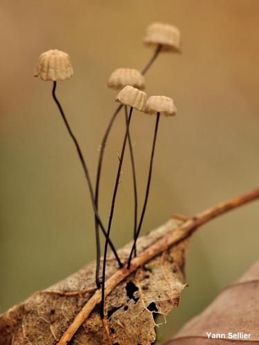 <i>Marasmius bulliardii</i> Quél., 1878 © Y. Sellier