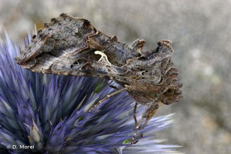 <i>Autographa gamma</i> (Linnaeus, 1758) © D. Morel