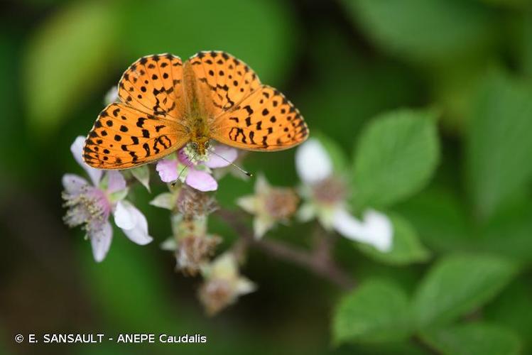 <i>Brenthis daphne</i> (Denis & Schiffermüller, 1775) © E. SANSAULT - ANEPE Caudalis