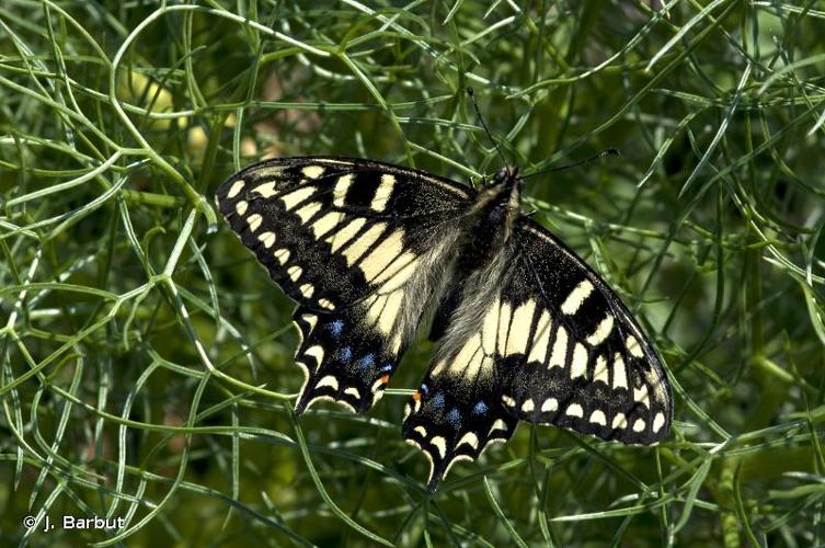 <i>Papilio hospiton</i> Gené, 1839 © J. Barbut