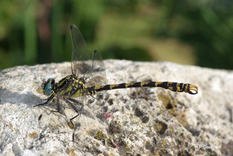 <i>Onychogomphus uncatus</i> (Charpentier, 1840) © P. Gourdain