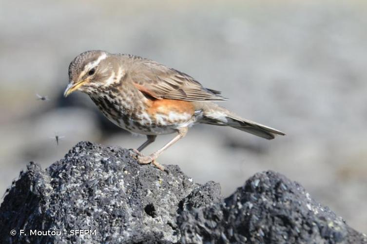 <i>Turdus iliacus</i> Linnaeus, 1766 © F. Moutou - SFEPM