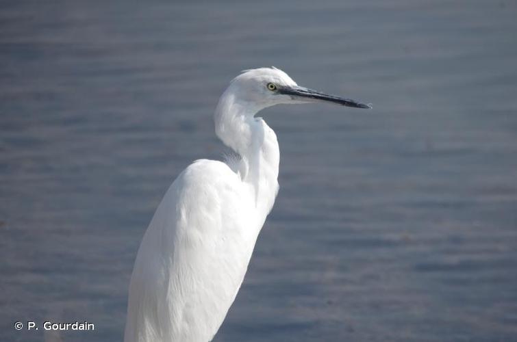 <i>Egretta garzetta</i> (Linnaeus, 1766) © P. Gourdain