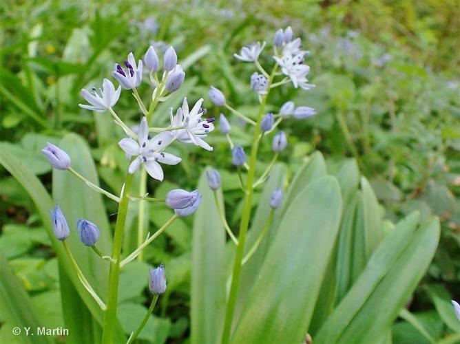 <i>Tractema lilio-hyacinthus</i> (L.) Speta, 1998 © 