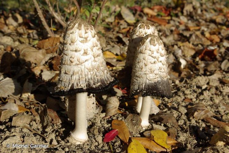 <i>Coprinus comatus</i> (O.F. Müller : Fr.) © Michel Garnier