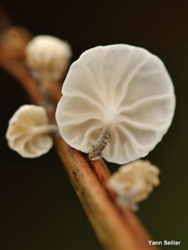 <i>Marasmiellus candidus</i> (Bolt.) Singer, 1946 © Y. Sellier