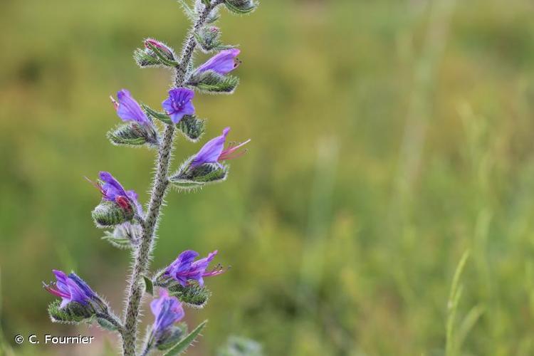 <i>Echium vulgare</i> L., 1753 © C. Fournier