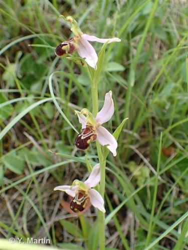 <i>Ophrys apifera</i> Huds., 1762 © 