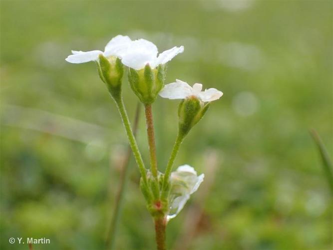 <i>Androsace obtusifolia</i> All., 1785 © 