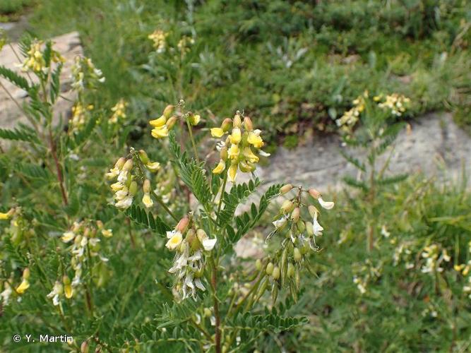 <i>Astragalus penduliflorus</i> Lam., 1779 © Y. Martin