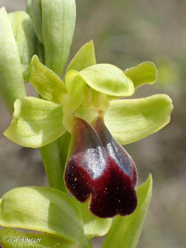 <i>Ophrys funerea</i> Viv., 1824 © H. TINGUY