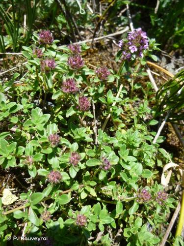 <i>Thymus praecox</i> Opiz, 1824 © P. Rouveyrol