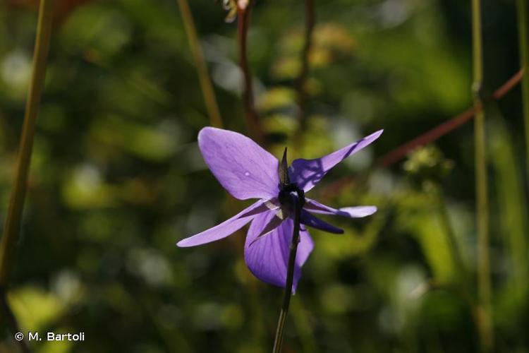 <i>Viola cornuta</i> L., 1763 © M. Bartoli