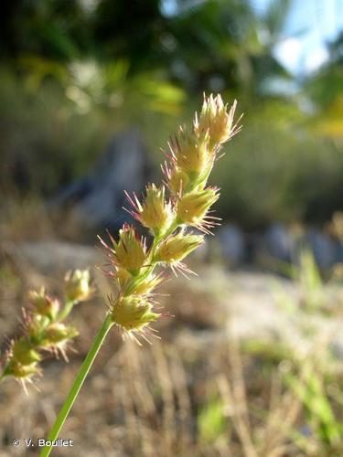 <i>Cenchrus echinatus</i> L., 1753 © V. Boullet