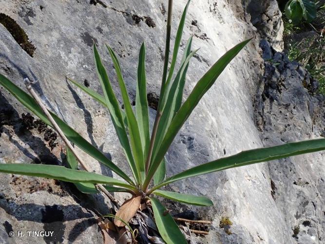 <i>Hieracium schenkii</i> (Griseb.) Schljakov, 1989 © H. TINGUY