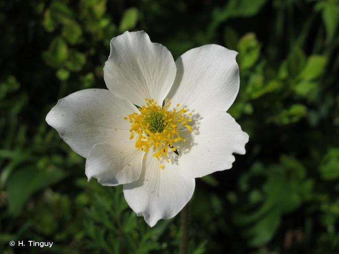 <i>Anemone alpina </i>L., 1753 subsp.<i> alpina</i> © H. Tinguy