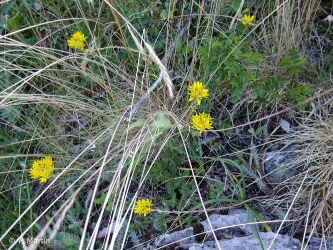 <i>Sedum montanum</i> Songeon & E.P.Perrier, 1866 © 