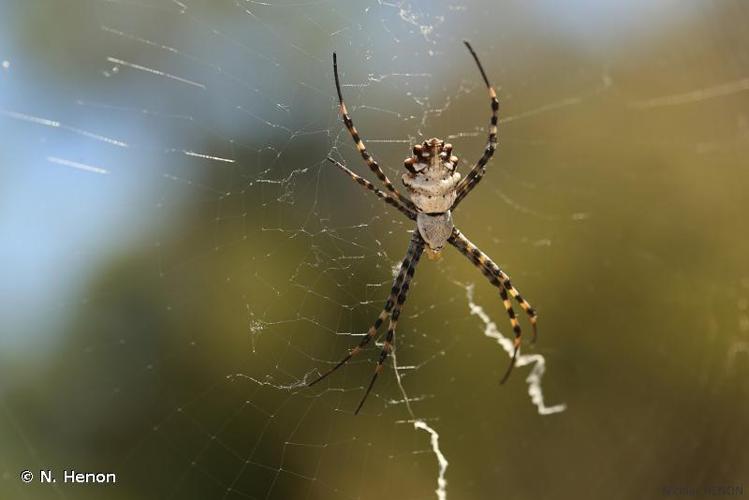 <i>Argiope lobata</i> (Pallas, 1772) © 