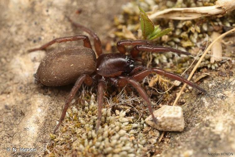 <i>Haplodrassus signifer</i> (C.L. Koch, 1839) © 