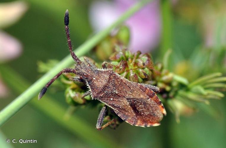 <i>Coriomeris affinis</i> (Herrich-Schäffer, 1839) © C. Quintin