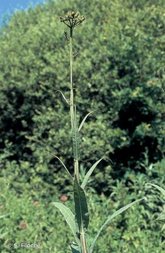 <i>Sonchus palustris</i> L., 1753 © S. Filoche