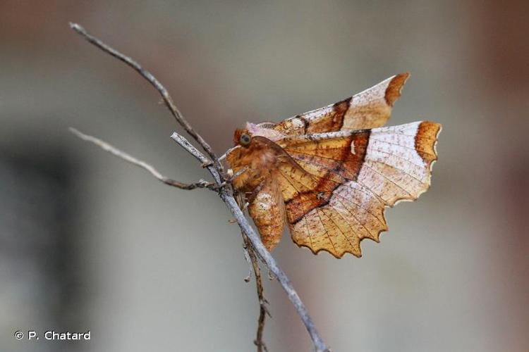 <i>Selenia lunularia</i> (Hübner, 1788) © P. Chatard