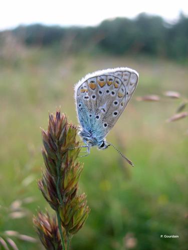 <i>Polyommatus icarus</i> (Rottemburg, 1775) © P. Gourdain