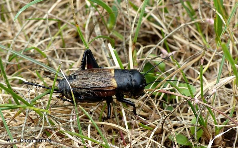 <i>Gryllus campestris</i> Linnaeus, 1758 © O. Roquinarc'h