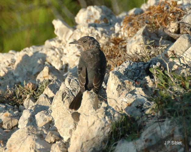 <i>Monticola solitarius</i> (Linnaeus, 1758) © J.P. Siblet