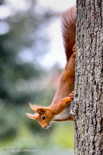 <i>Sciurus vulgaris</i> Linnaeus, 1758 © Patrice CASSIER