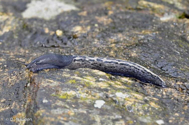 <i>Limax cinereoniger</i> Wolf, 1803 © D. Naudon