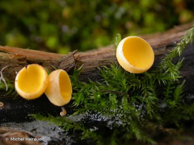 <i>Hymenoscyphus conscriptus</i> (P.Karst.) W. Phillips © Michel Hairaud