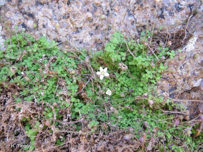 <i>Arenaria balearica</i> L., 1768 © H. Tinguy