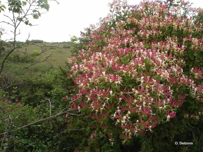 <i>Lonicera etrusca</i> Santi, 1795 © O. Delzons