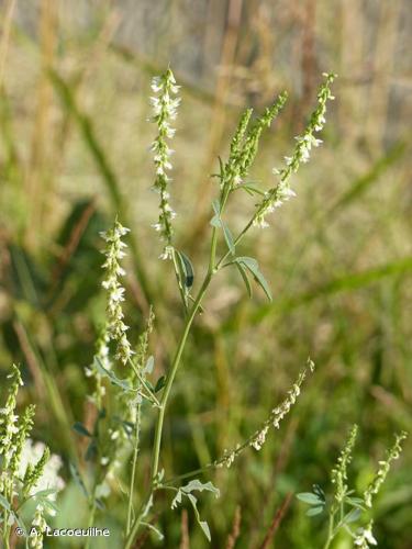 <i>Melilotus albus</i> Medik., 1787 © A. Lacoeuilhe