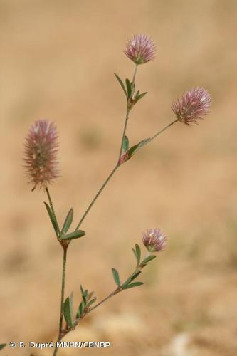 <i>Trifolium arvense </i>L., 1753 var.<i> arvense</i> © R. Dupré MNHN/CBNBP