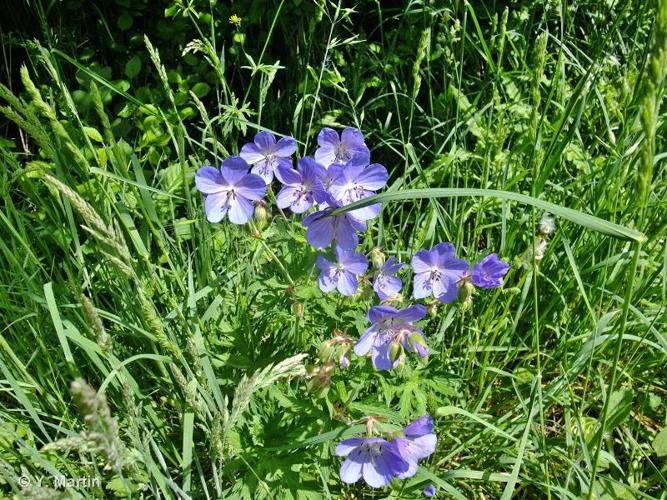 <i>Geranium pratense</i> L., 1753 © 