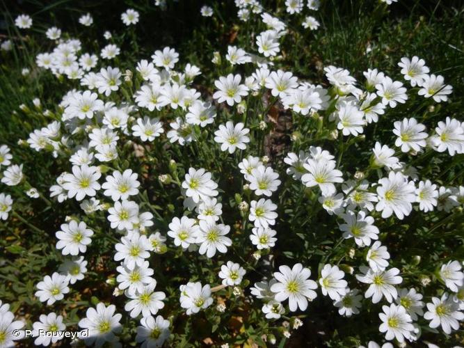 <i>Cerastium arvense </i>L., 1753 subsp.<i> arvense</i> © P. Rouveyrol