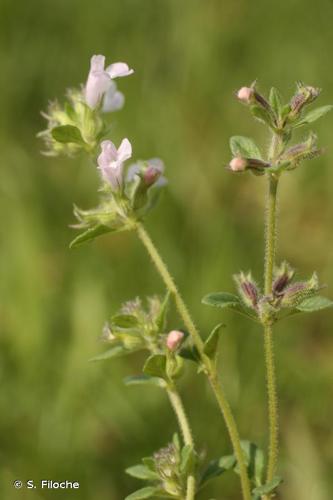 <i>Clinopodium nepeta </i>subsp.<i> ascendens</i> (Jord.) B.Bock, 2012 © S. Filoche