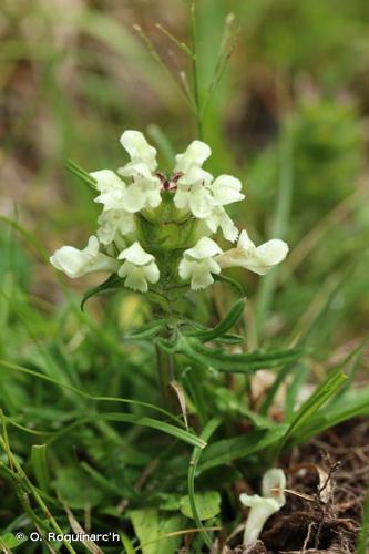 <i>Prunella laciniata</i> (L.) L., 1763 © O. Roquinarc'h