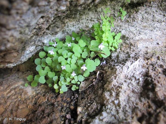 <i>Cymbalaria aequitriloba</i> (Viv.) A.Chev., 1937 © H. Tinguy